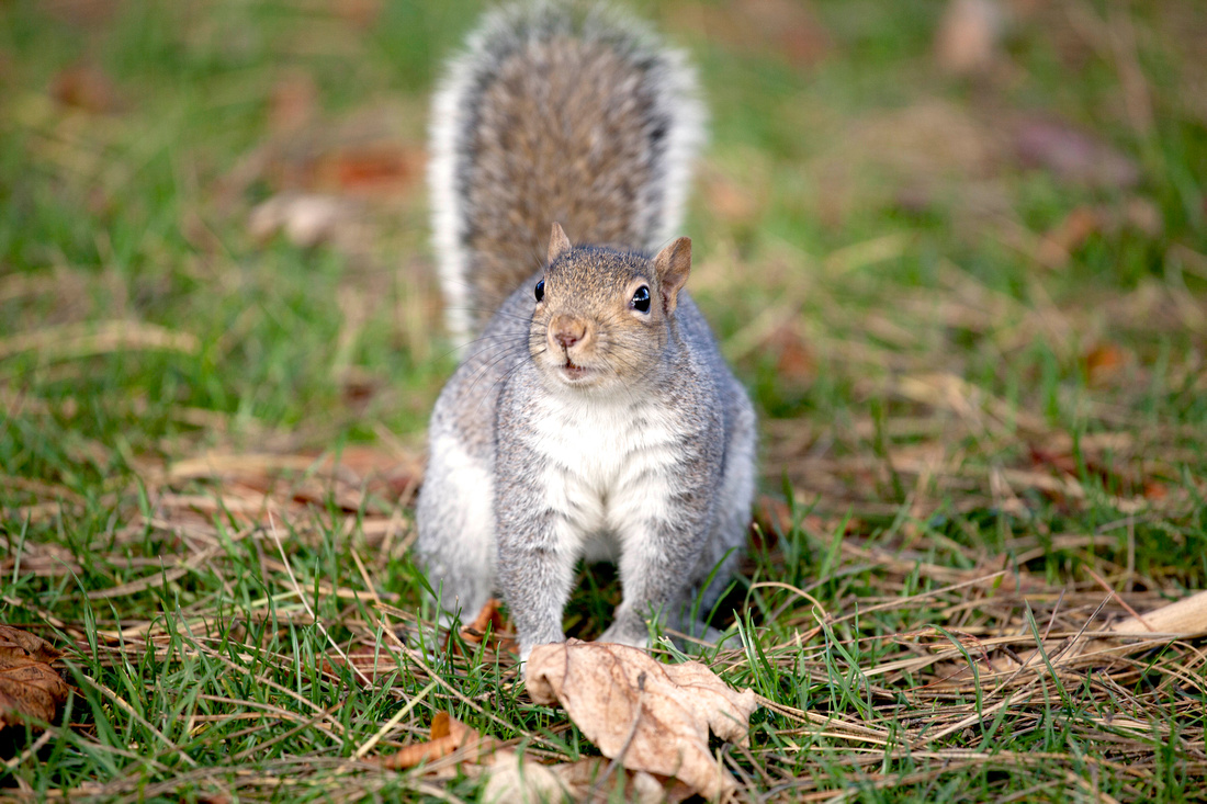 Squirrel, Park, Leamington, Spa, Photography, Photographer, Esme, Fletcher, Autumn, Winter