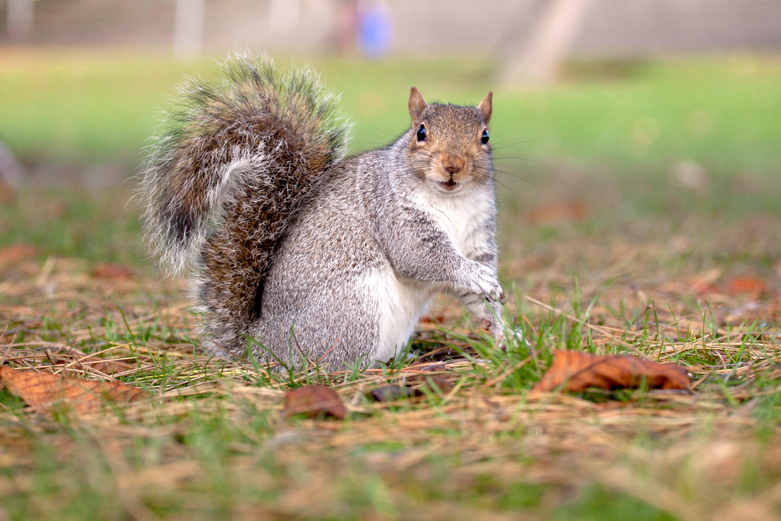 Squirrel, Park, Leamington, Spa, Photography, Photographer, Esme, Fletcher, Autumn, Winter