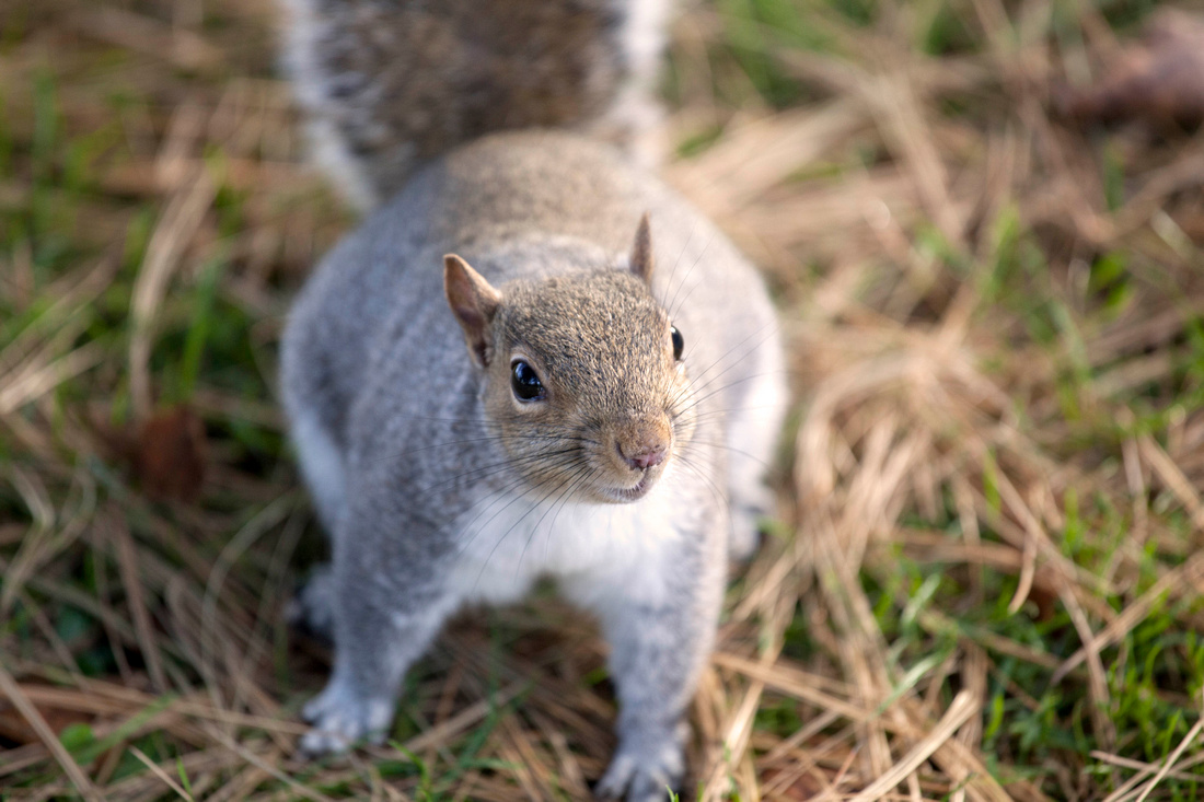 Squirrel, Park, Leamington, Spa, Photography, Photographer, Esme, Fletcher, Autumn, Winter