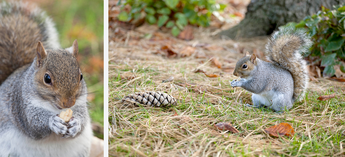 Squirrel, Park, Leamington, Spa, Photography, Photographer, Esme, Fletcher, Autumn, Winter