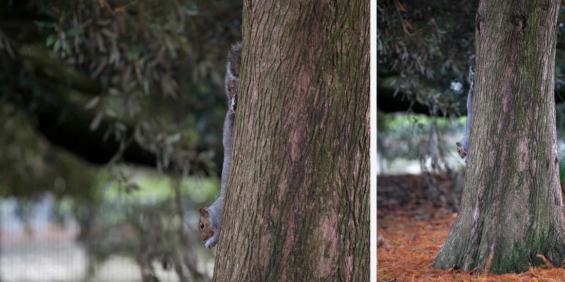 Squirrel, Park, Leamington, Spa, Photography, Photographer, Esme, Fletcher, Autumn, Winter