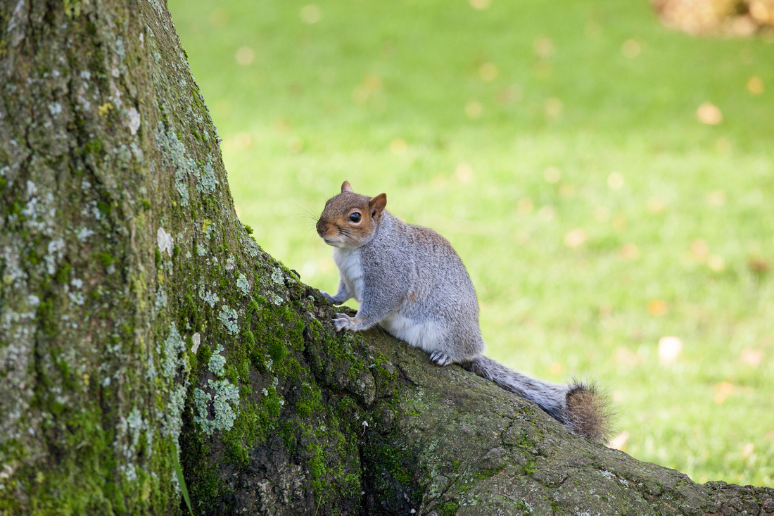 Squirrel, Park, Leamington, Spa, Photography, Photographer, Esme, Fletcher, Autumn, Winter