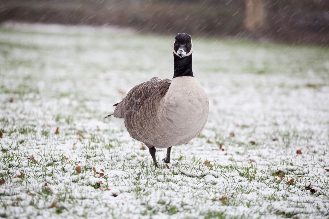 Jephson, Gardens, Leamington, Spa, Landscape, Photography, Warwick, Warwickshire, Snow, Photographer, Esme, Fletcher, goose, wildlife, ice, frozen