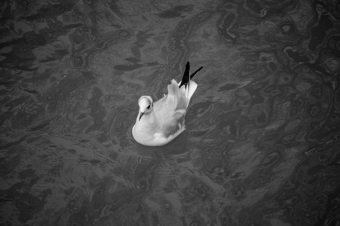 Jephson, Gardens, Leamington, Spa, Landscape, Photography, Warwick, Warwickshire, Snow, Photographer, Esme, Fletcher, goose, wildlife, ice, frozen, black, white