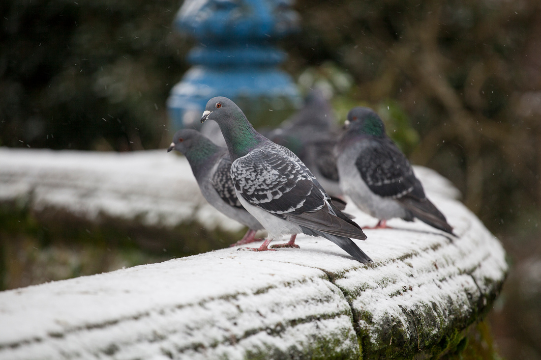 Jephson, Gardens, Leamington, Spa, Landscape, Photography, Warwick, Warwickshire, Snow, Photographer, Esme, Fletcher, goose, wildlife, ice, frozen, pidgeon