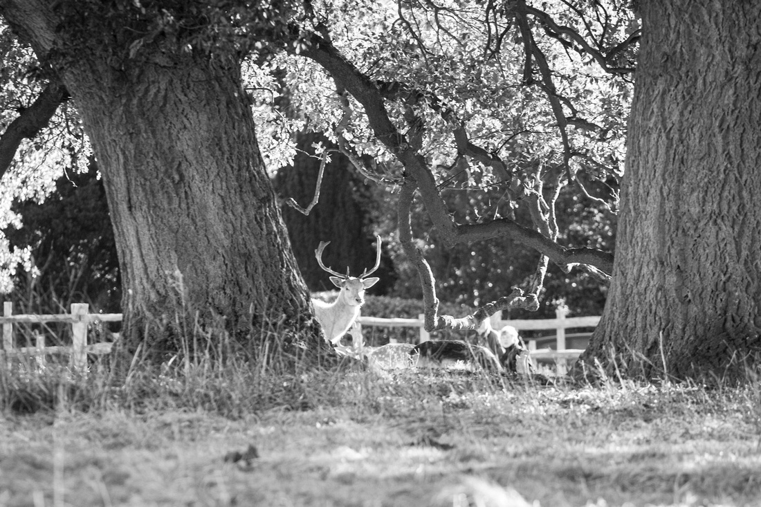 Charlecote, Park, Warwickshire, West, Midlands, Photography, Photos, Leamington, Spa, Sunderland, North, East, Photographer, National, Trust, deer, Deers, Stag, Doe