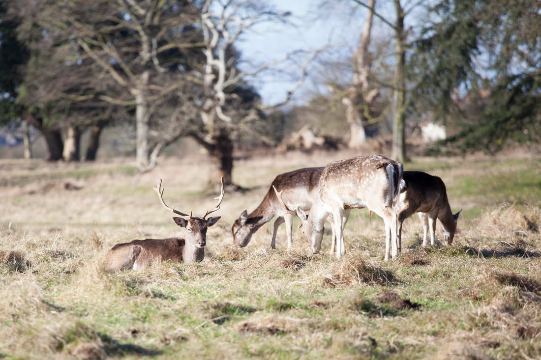 Charlecote, Park, Warwickshire, West, Midlands, Photography, Photos, Leamington, Spa, Sunderland, North, East, Photographer, National, Trust, deer, Deers, Stag, Doe