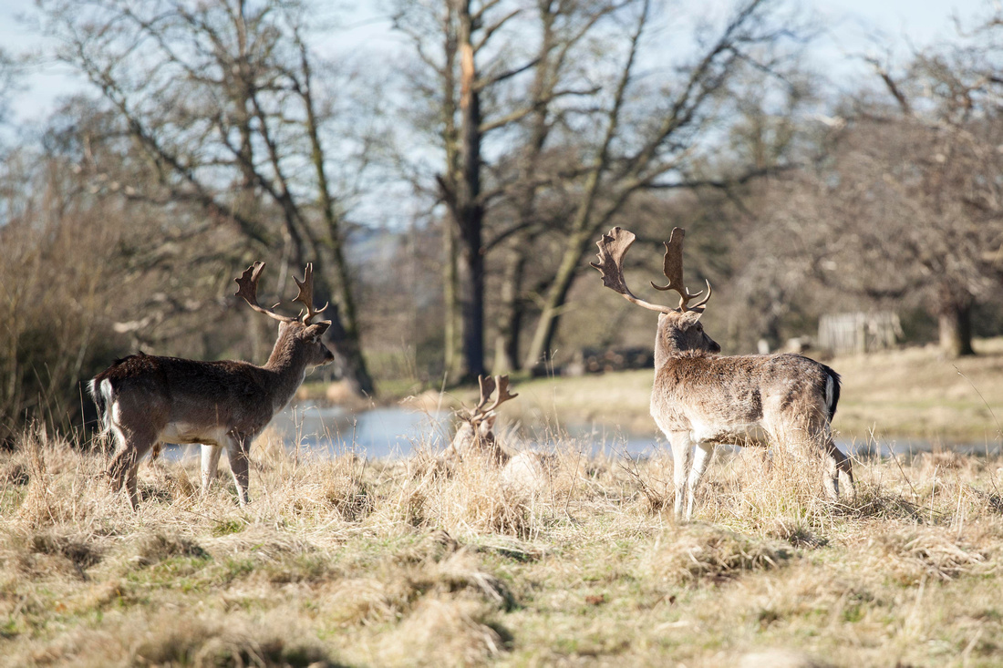 Charlecote, Park, Warwickshire, West, Midlands, Photography, Photos, Leamington, Spa, Sunderland, North, East, Photographer, National, Trust, deer, Deers, Stag, Doe