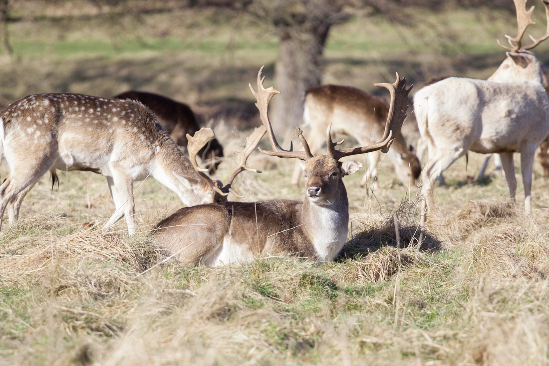 Charlecote, Park, Warwickshire, West, Midlands, Photography, Photos, Leamington, Spa, Sunderland, North, East, Photographer, National, Trust, deer, Deers, Stag, Doe