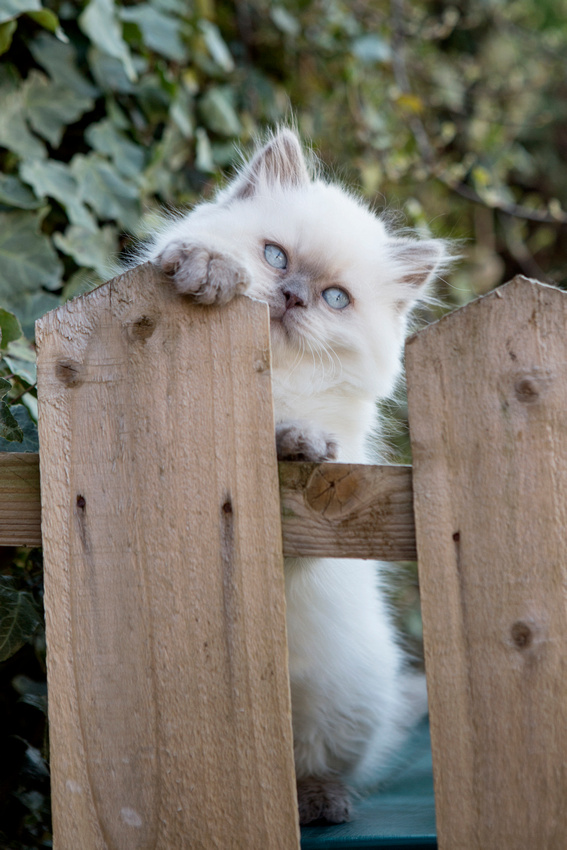 cat, kitten, baronet, cats, photography, photographer, esme, fletcher, cat, breeder, british, shorthair, dark, point, sunderland, tyne, wear, leamington, spa, west, midlands, newcastle, north, east, cute