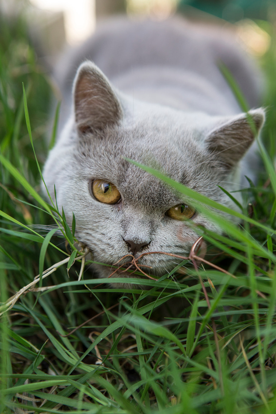 cat, kitten, baronet, cats, photography, photographer, esme, fletcher, cat, breeder, british, shorthair, dark, point, sunderland, tyne, wear, leamington, spa, west, midlands, newcastle, north, east, cute