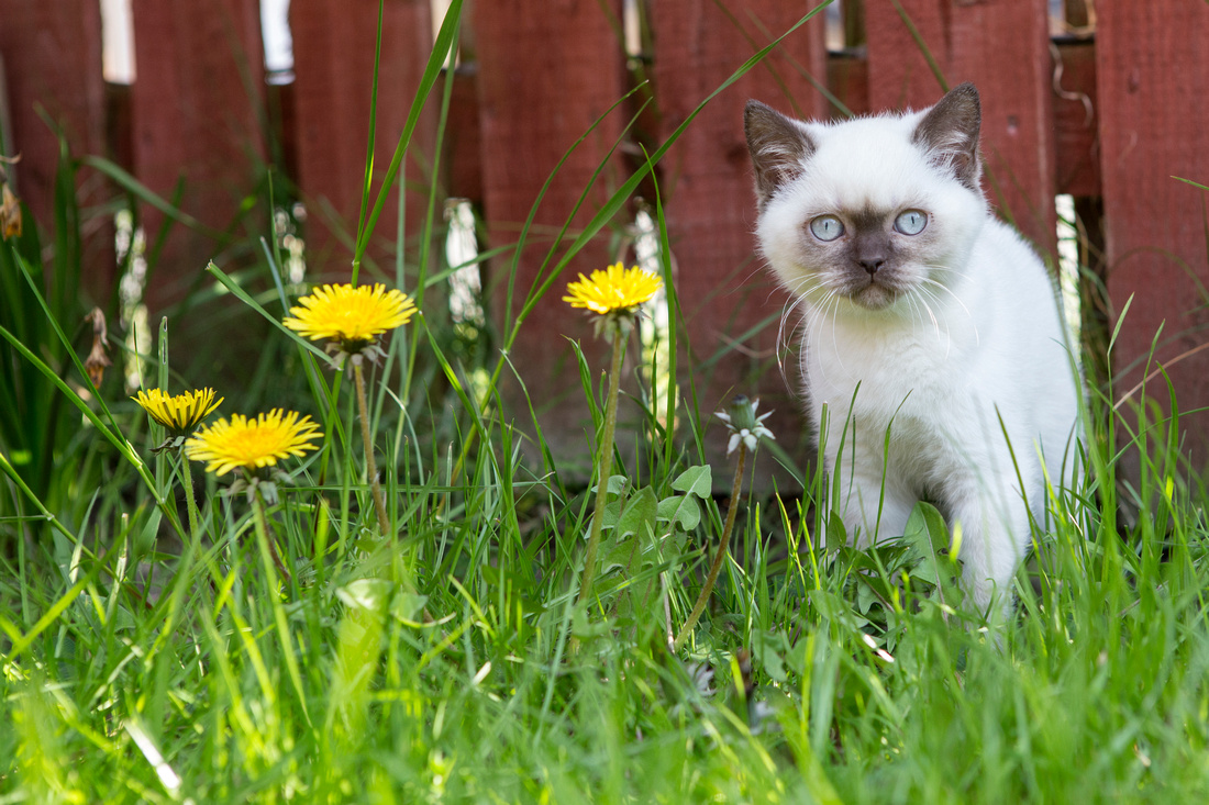 cat, kitten, baronet, cats, photography, photographer, esme, fletcher, cat, breeder, british, shorthair, dark, point, sunderland, tyne, wear, leamington, spa, west, midlands, newcastle, north, east, cute