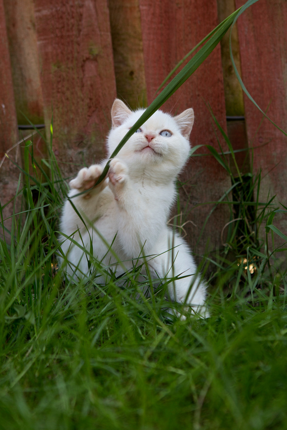 cat, kitten, baronet, cats, photography, photographer, esme, fletcher, cat, breeder, british, shorthair, dark, point, sunderland, tyne, wear, leamington, spa, west, midlands, newcastle, north, east, cute