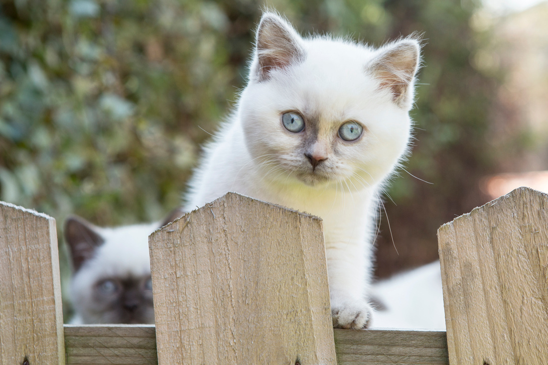 cat, kitten, baronet, cats, photography, photographer, esme, fletcher, cat, breeder, british, shorthair, dark, point, sunderland, tyne, wear, leamington, spa, west, midlands, newcastle, north, east, cute