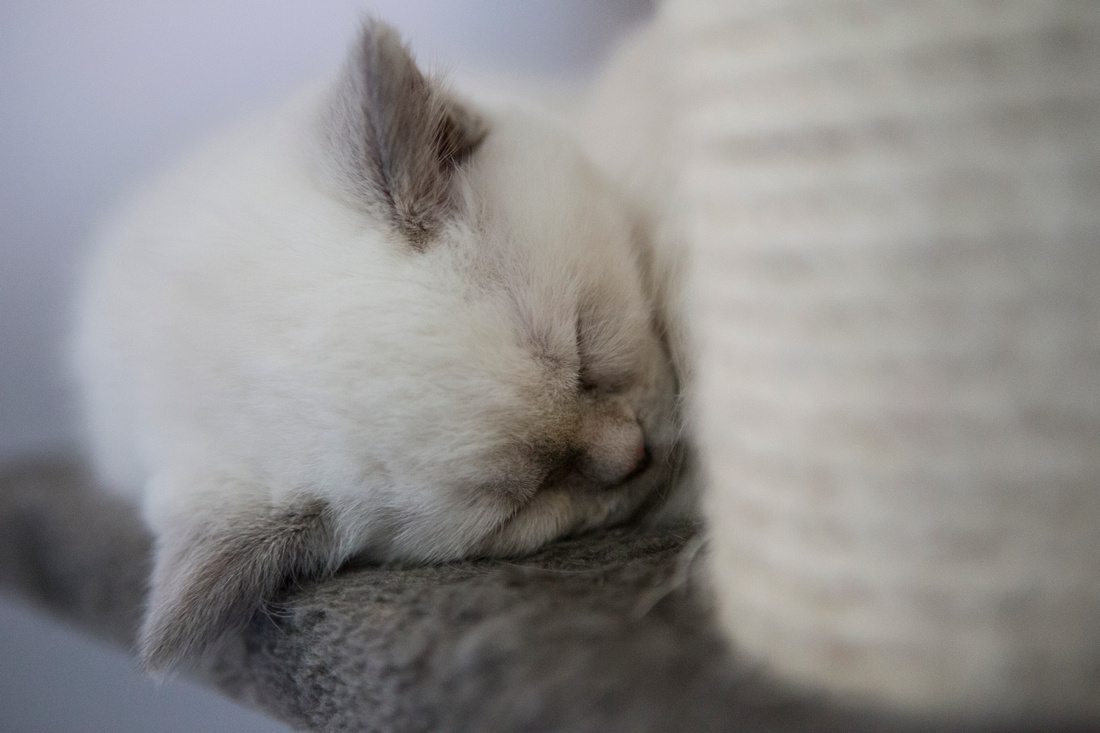 cat, kitten, baronet, cats, photography, photographer, esme, fletcher, cat, breeder, british, shorthair, dark, point, sunderland, tyne, wear, leamington, spa, west, midlands, newcastle, north, east, cute